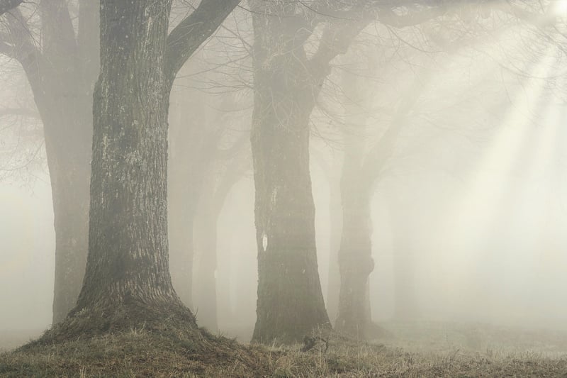 Magical Forest